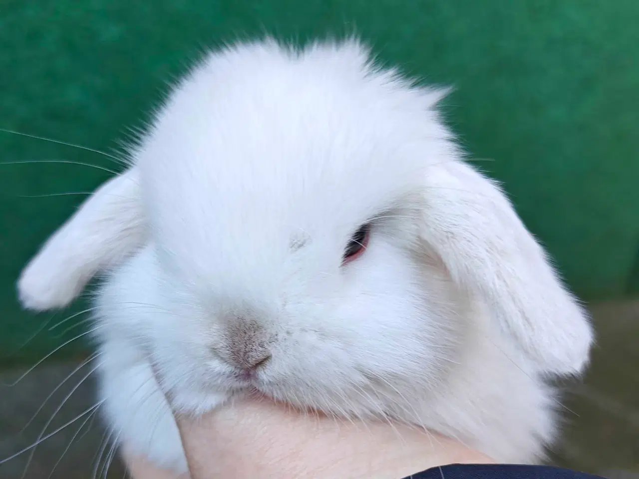 Billede 2 - Minilop hanunge