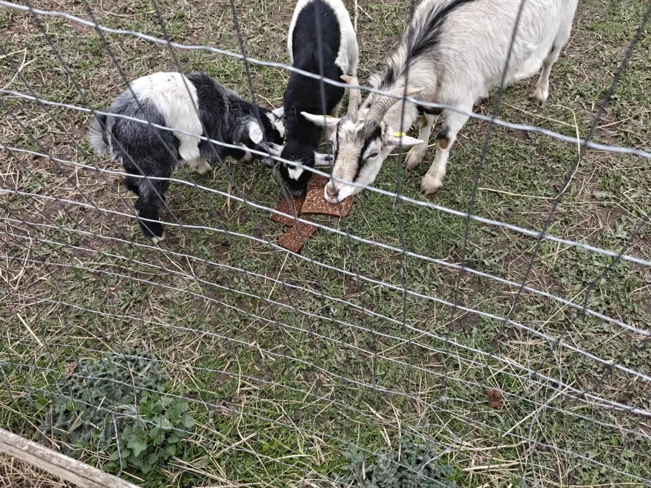 Billede 1 - Geder med kid