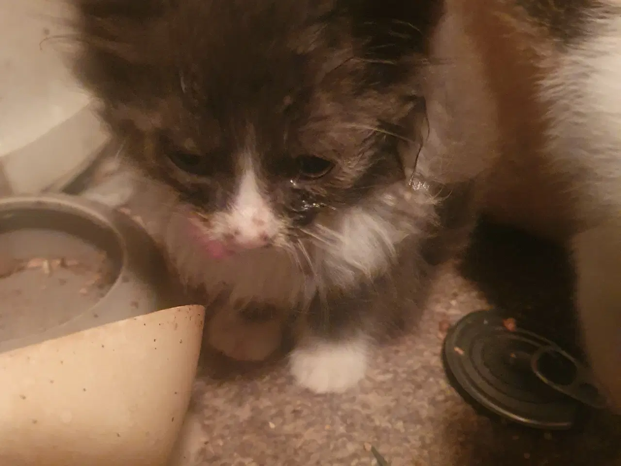 Billede 2 - 2 killinger