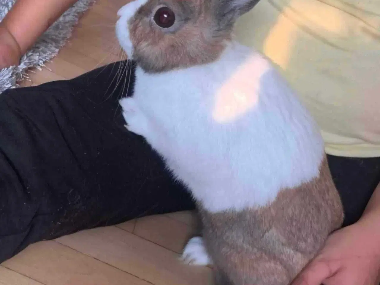 Billede 5 - Uffe ✅klar til adoption♂️