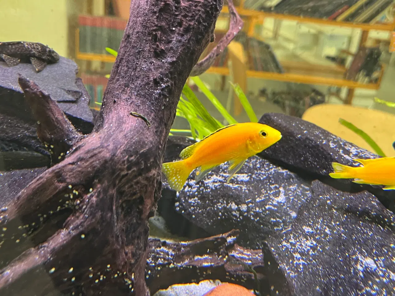 Billede 2 - Cichlider sælges