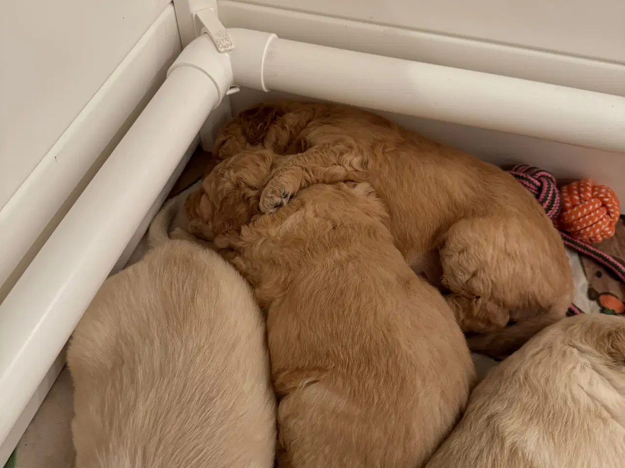 Billede 4 - UDLEJES - Hvalpegård med tæpper og tilbehør