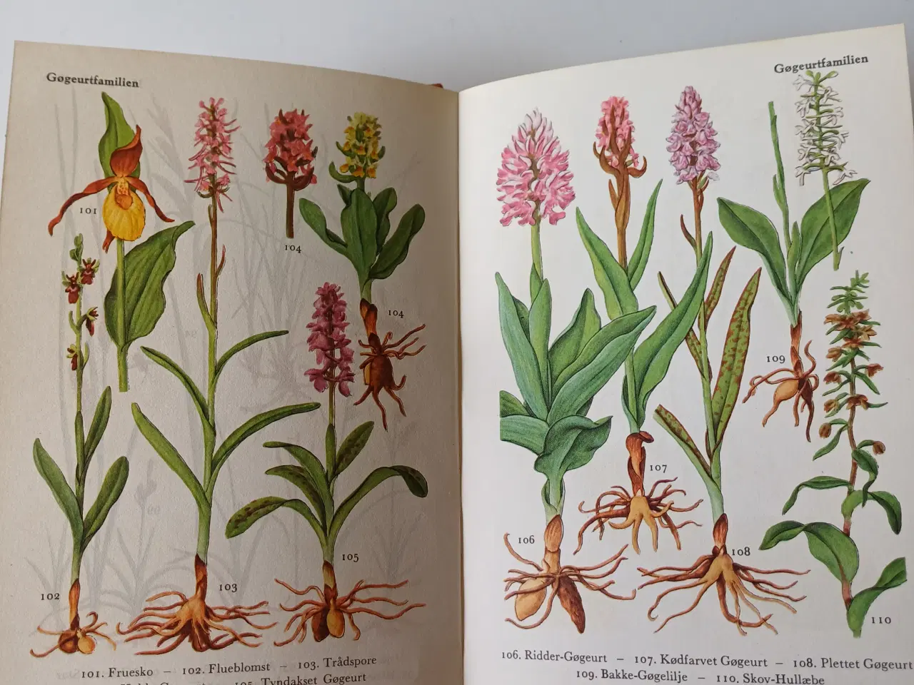 Billede 4 - Flora i Farver af M. Skytte Christiansen 