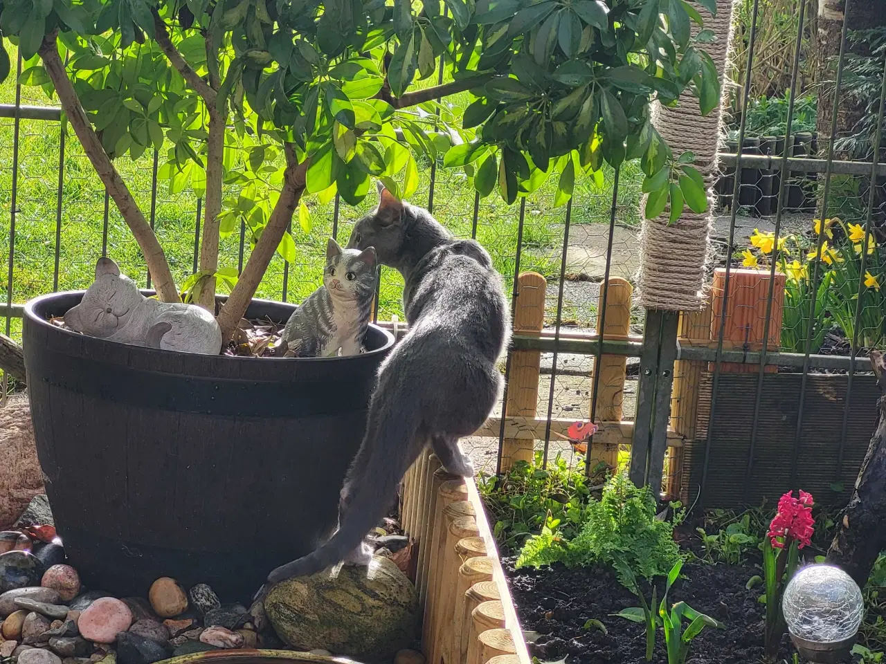 Billede 5 - Russian blue pige