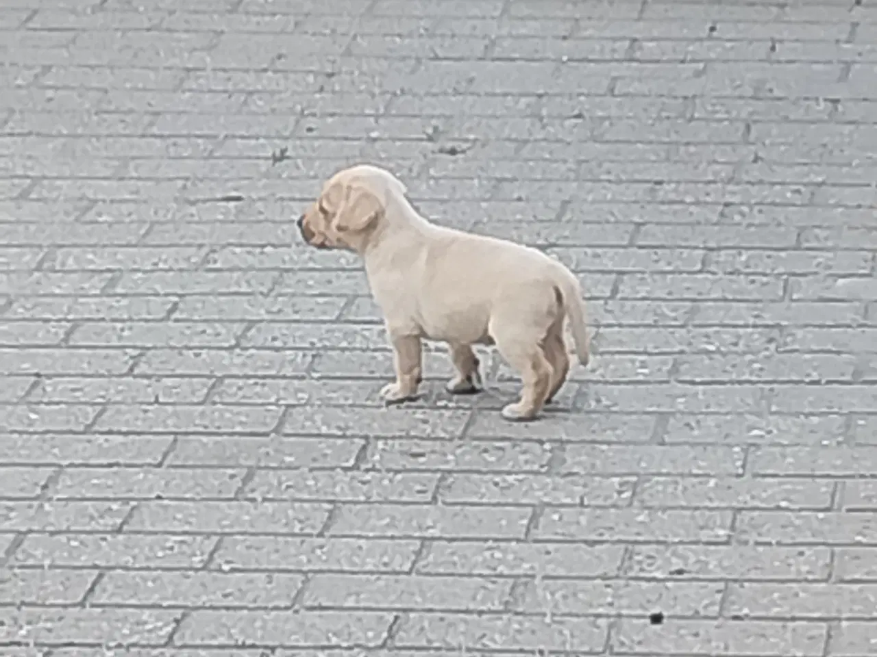 Billede 11 - Gule Labrador hvalpe.