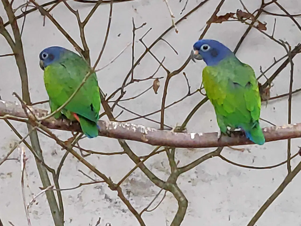 Billede 1 - Blå hovedet pionus 