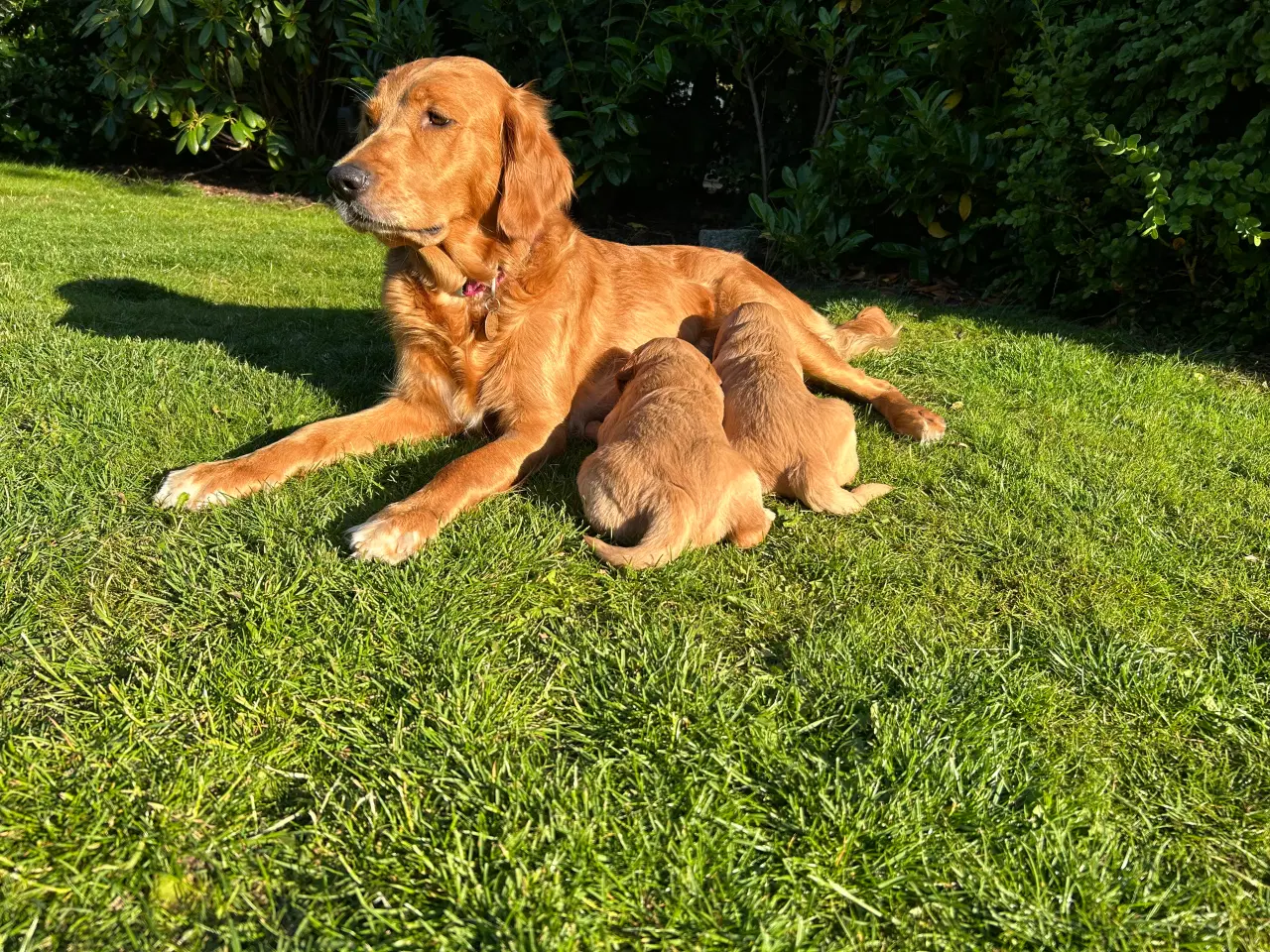 Billede 2 - Rød golden Retriever hvalp