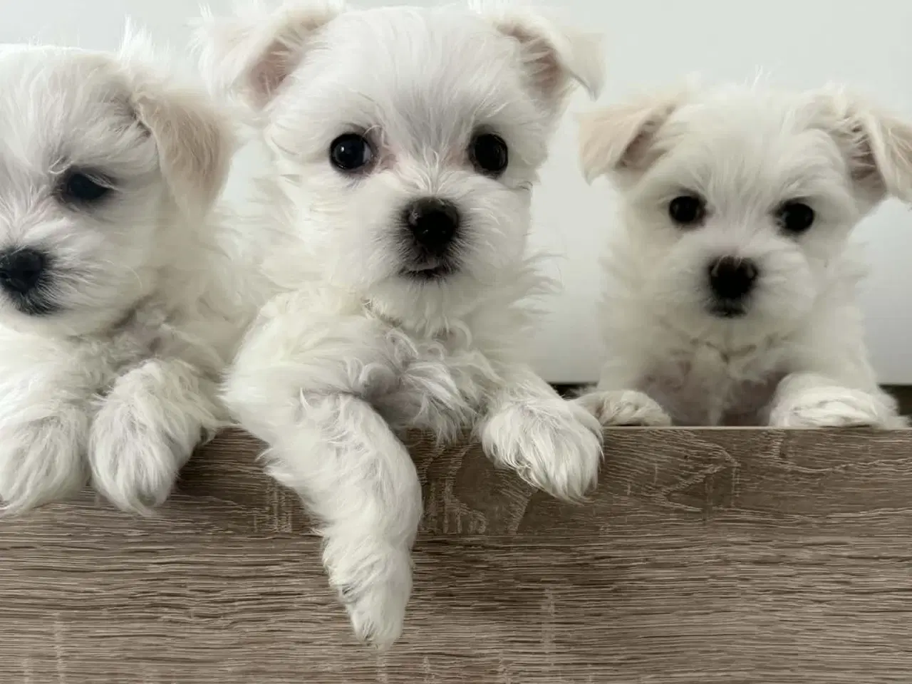 Billede 9 - Malteser 8 uger