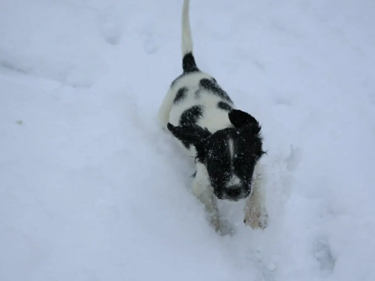 Billede 1 - Springer spaniel hvalpe