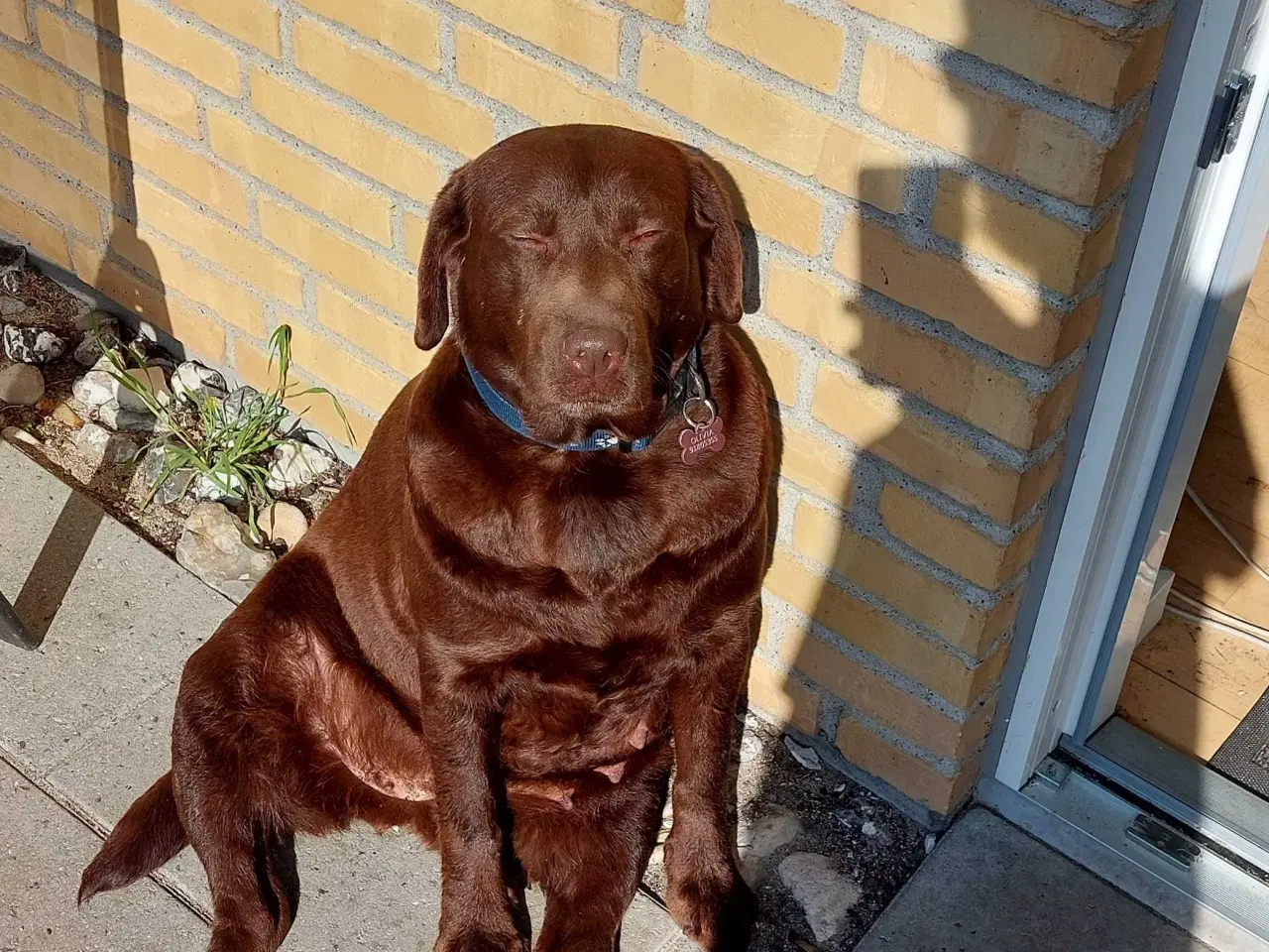 Billede 3 - Olivia brun Labrador 4 år