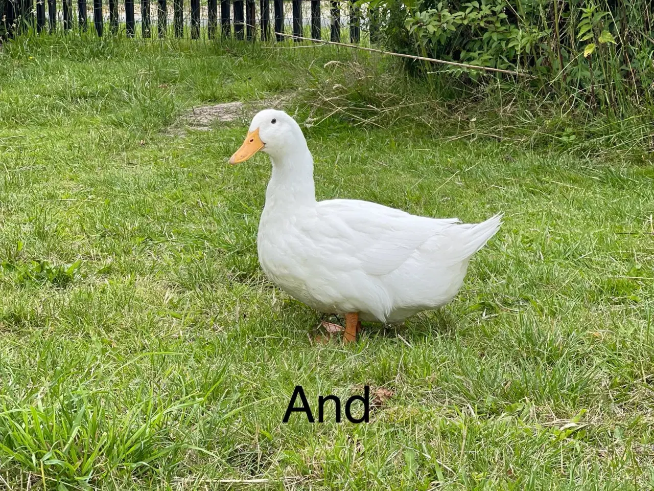Billede 1 - Danske landænder