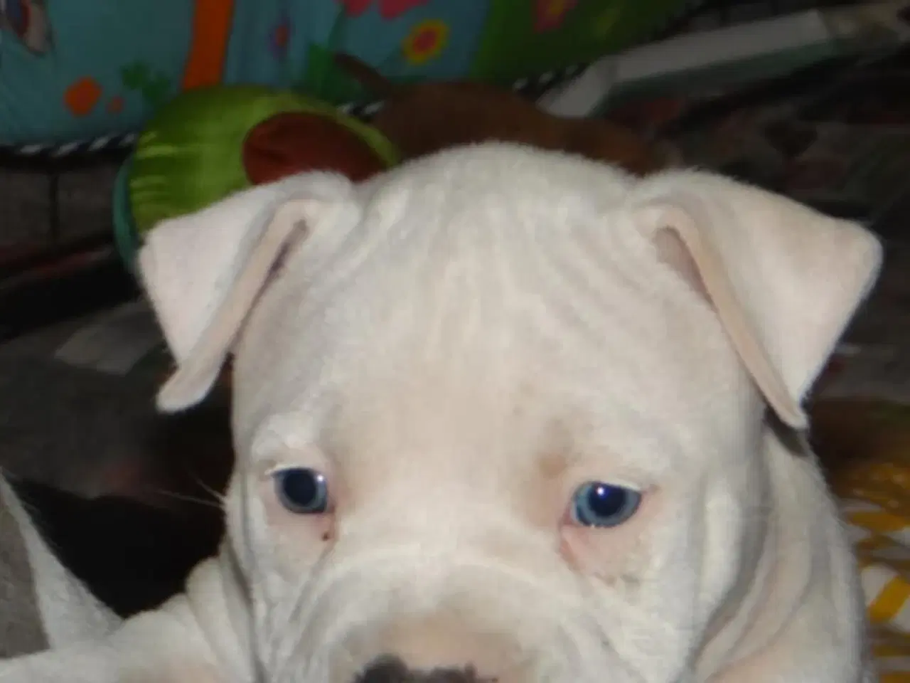 Billede 3 - American bully hvalpe 