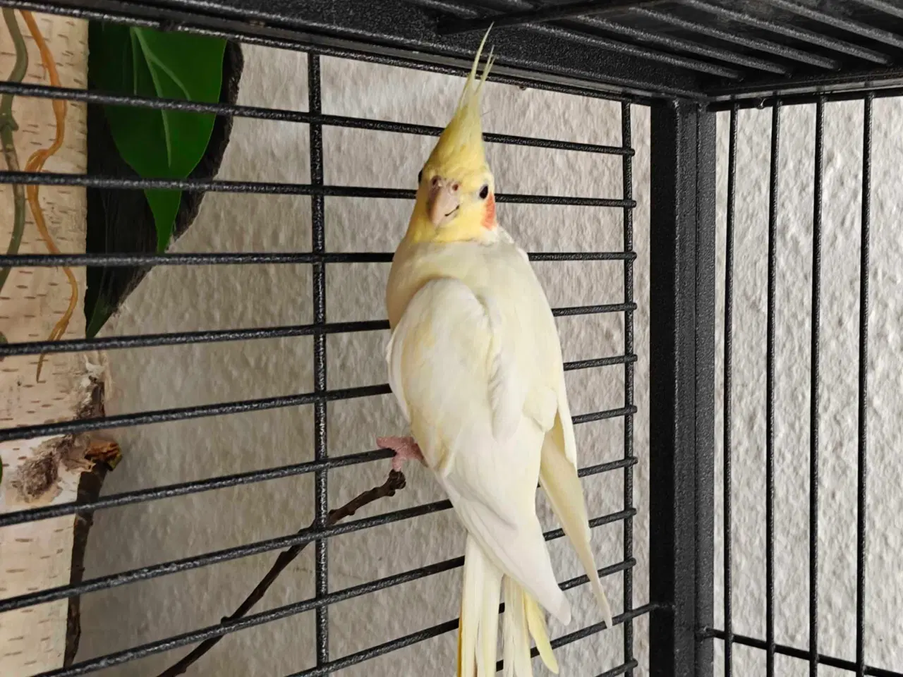 Billede 1 - Nymfeparakitter 