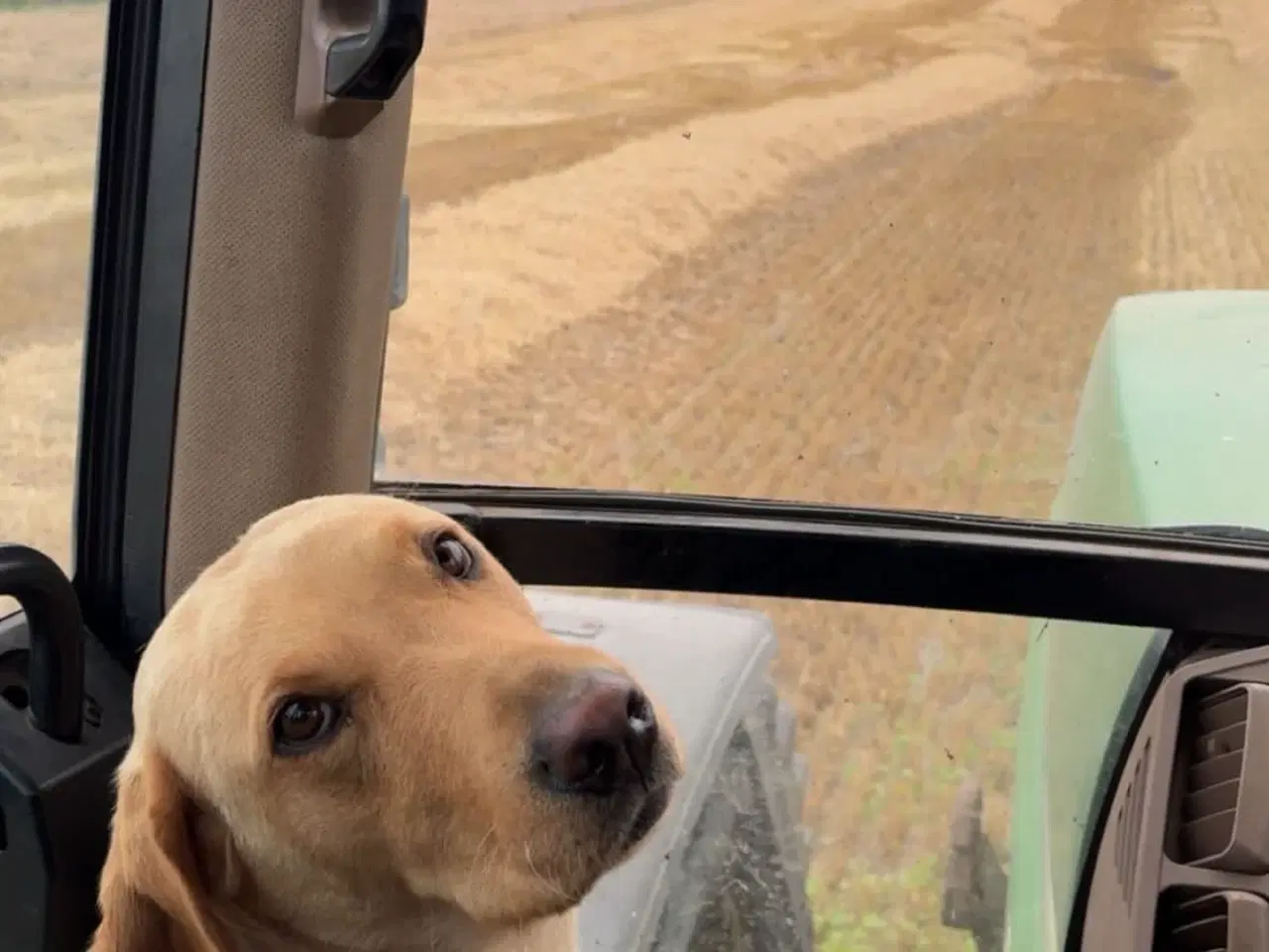 Billede 5 - Racerene sundhedskontrollerede lab hvalpe 