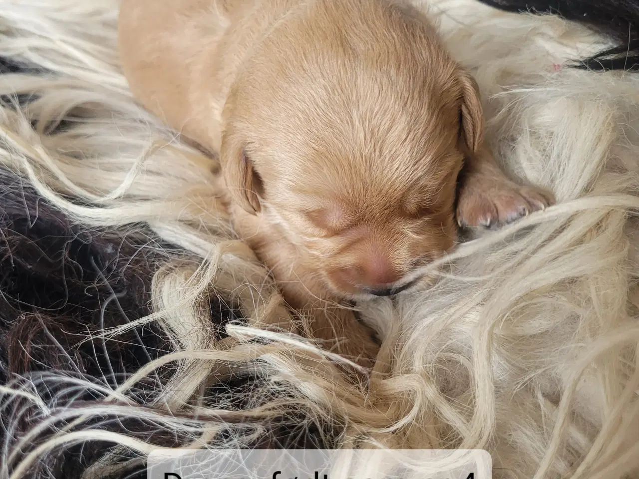 Billede 11 - Labradoodle/labrador F1 hvalpe søger nye hjem
