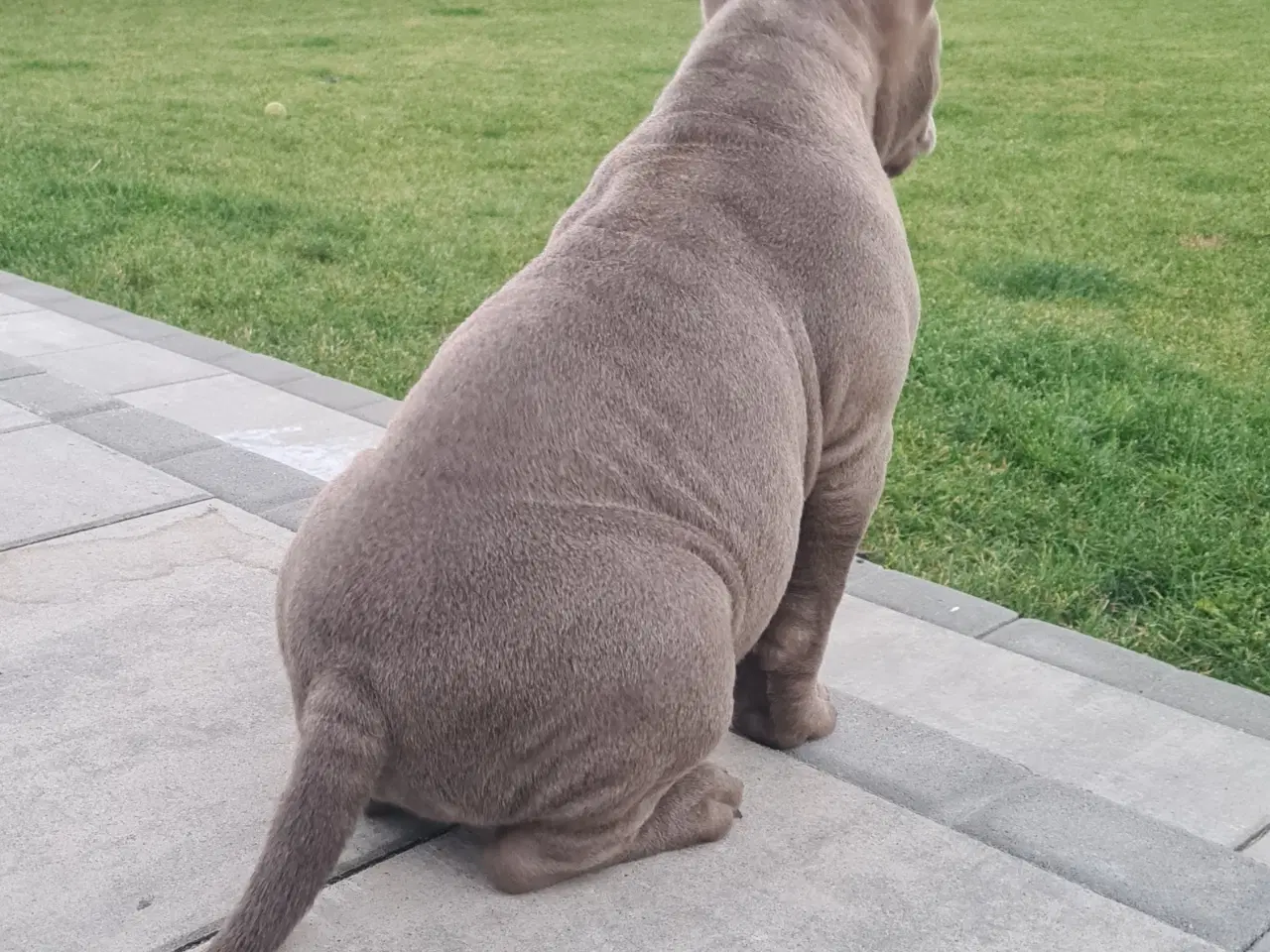 Billede 2 - American Bully Pige ,pocket 