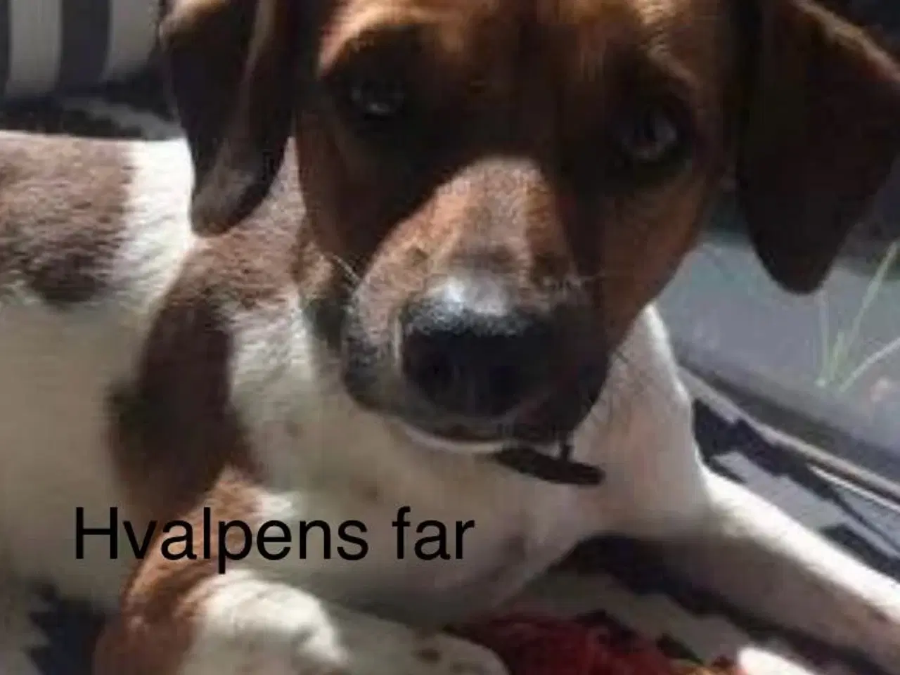 Billede 6 - Dansk Svensk Gårdhund hvalp
