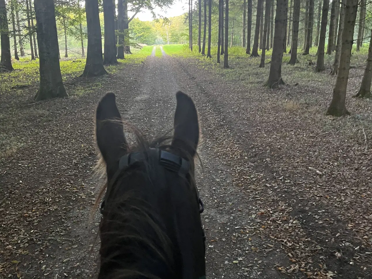 Billede 4 - Vallak med fantastisk sind