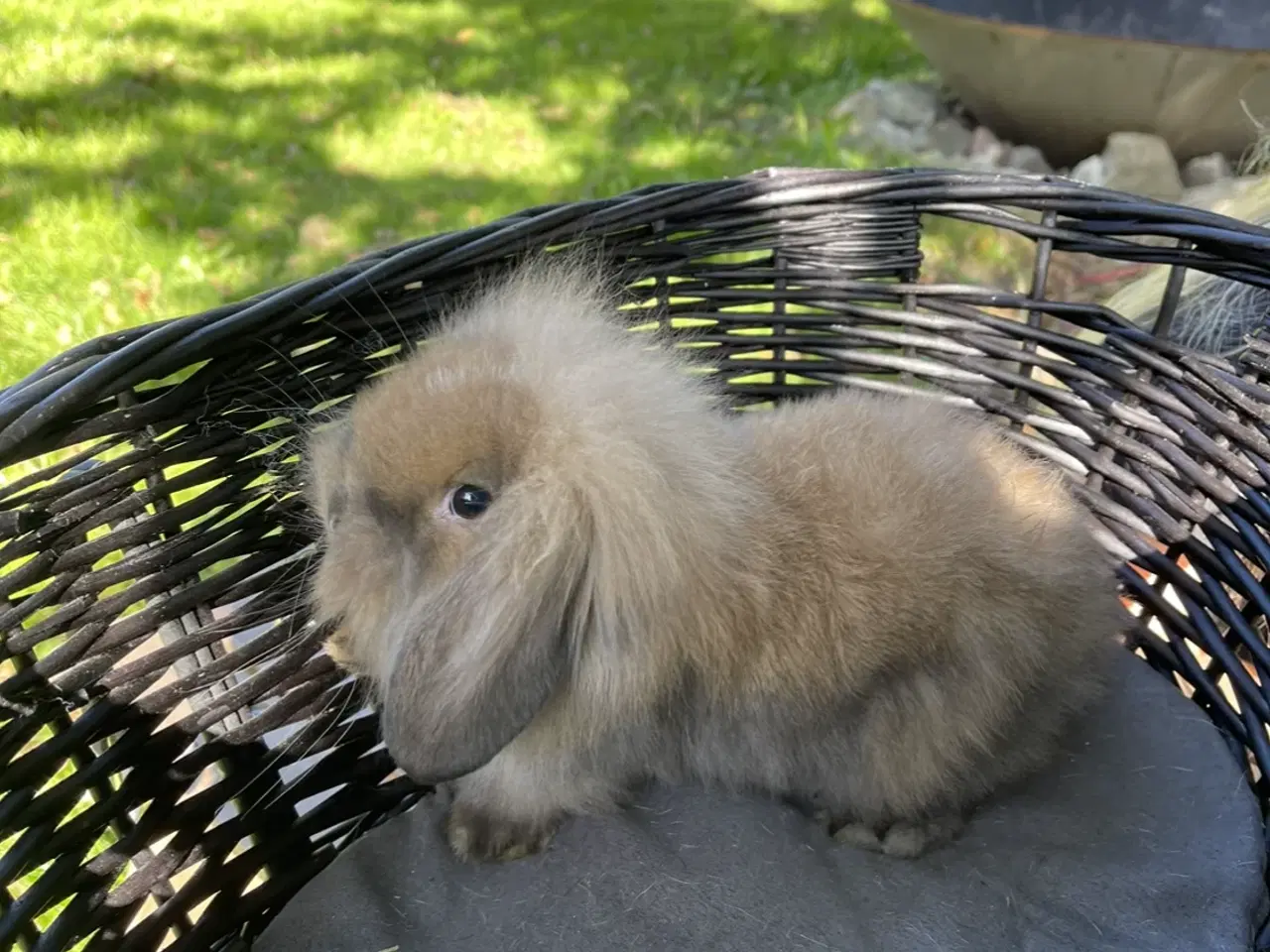 Billede 6 - Mini lop kaninunger 
