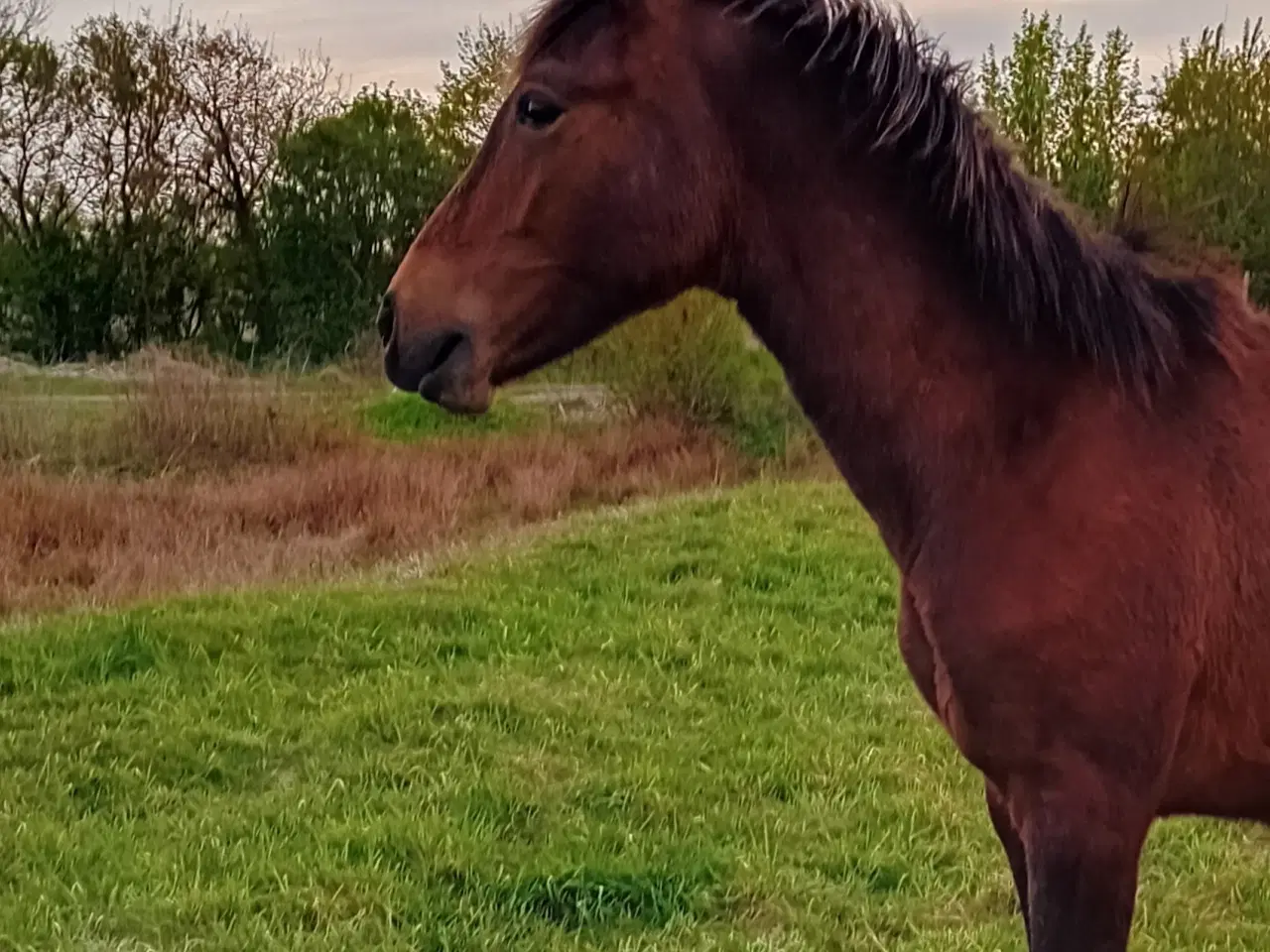 Billede 1 - Max 1'er pony