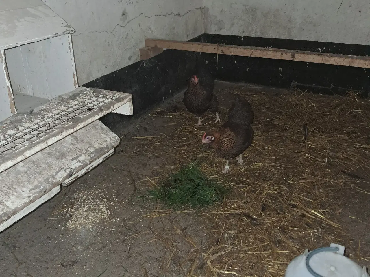 Billede 1 - 2 Dværg wyandotter fra 2024