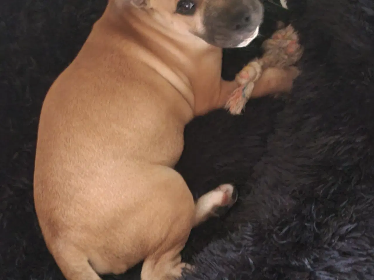 Billede 5 - Staffordshire Bull Terrier hvalp