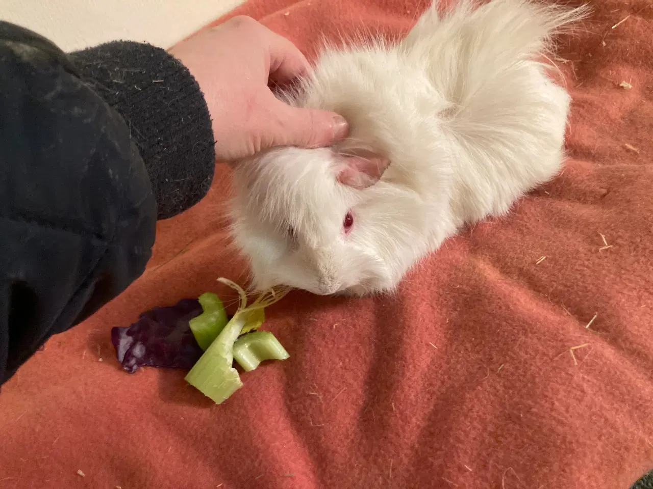 Billede 2 - Gurli søger nyt hjem