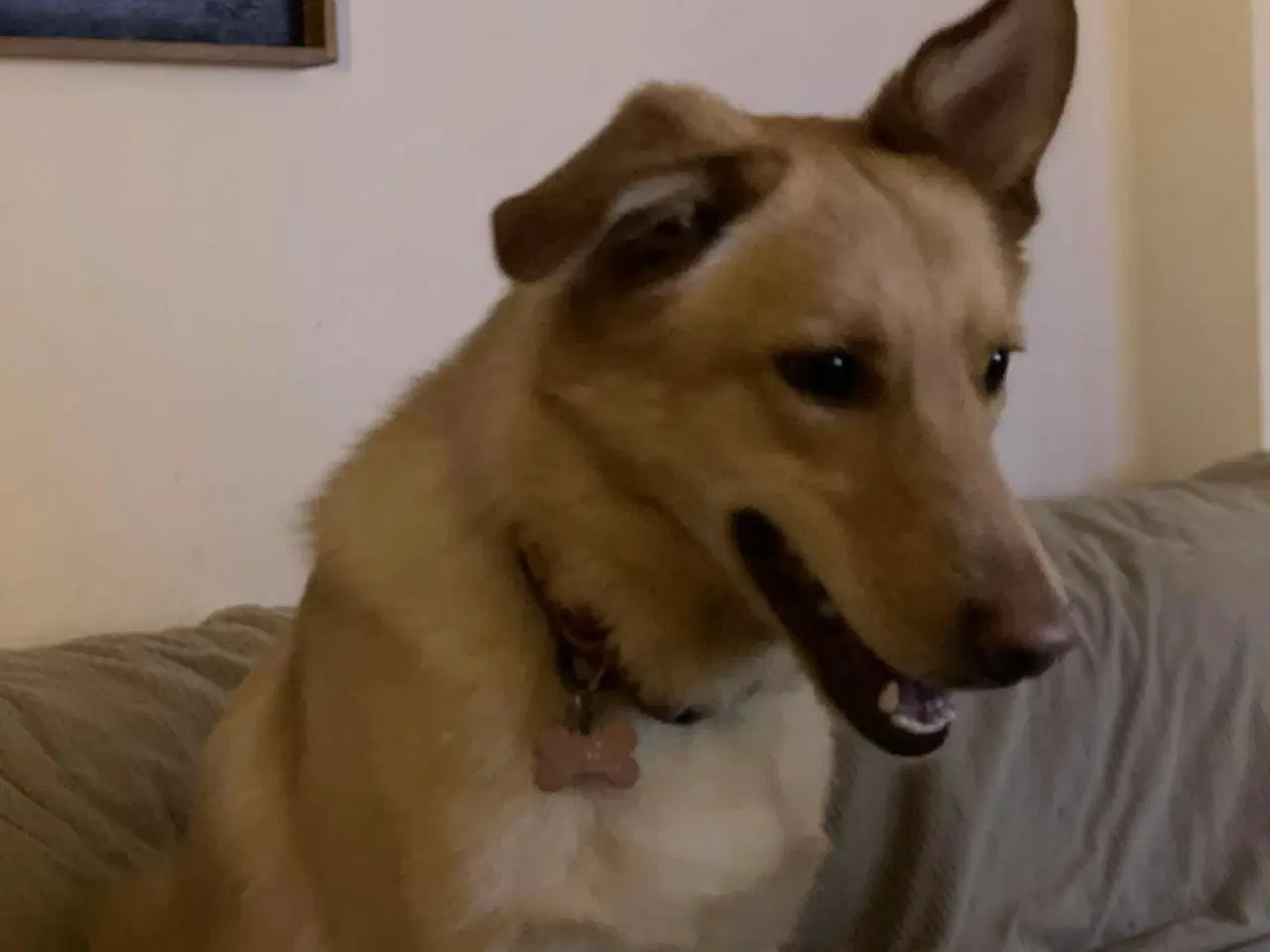 Billede 16 - Smukke Daisy søger familie