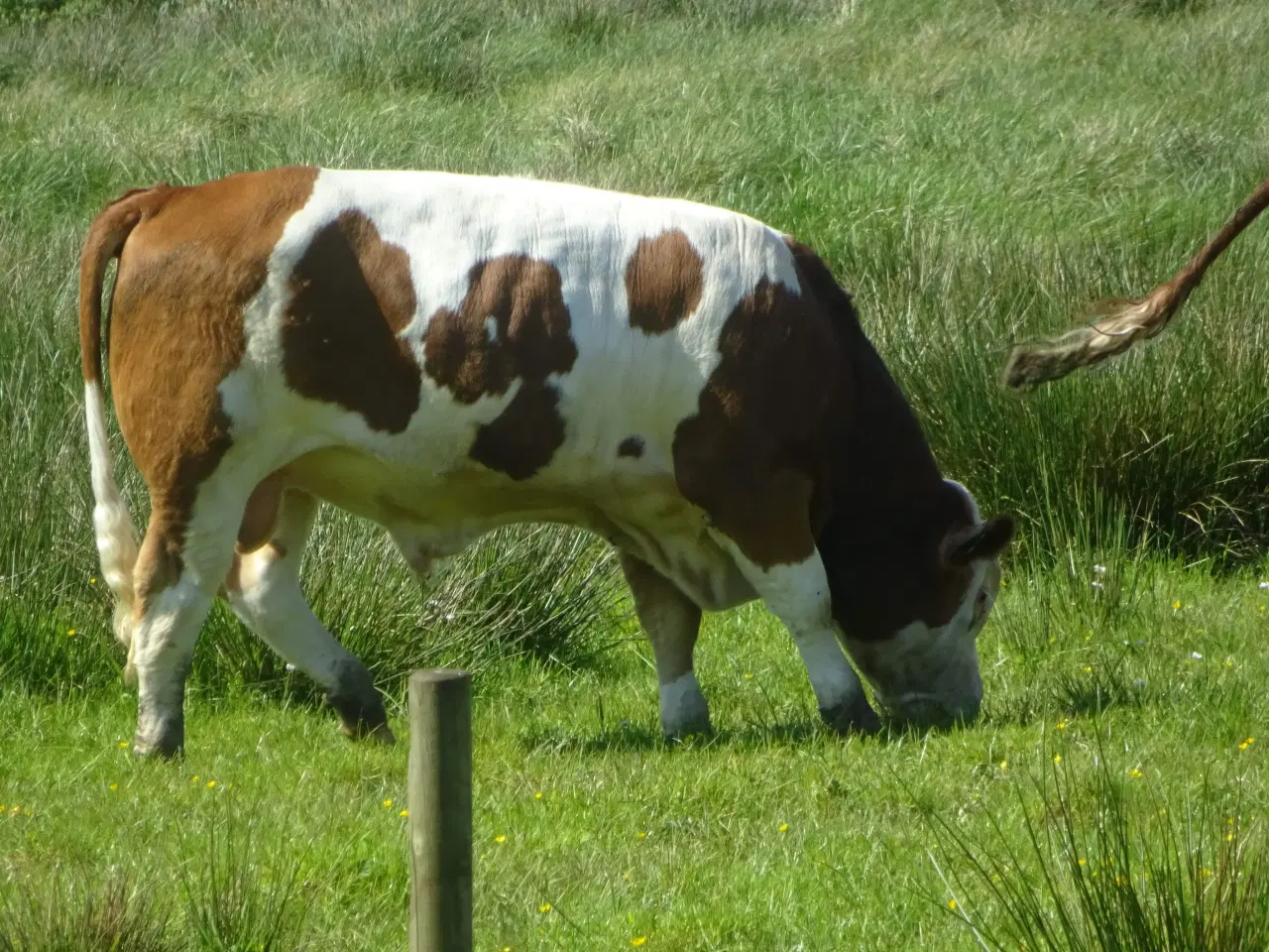 Billede 1 - Flot simmentaler tyr udlejes