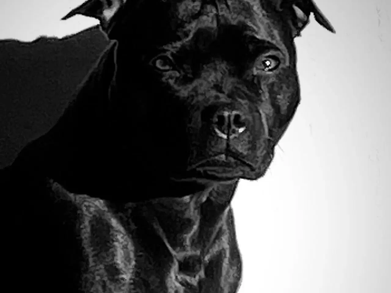 Billede 6 - Staffordshire Bullterrier med stamtavle