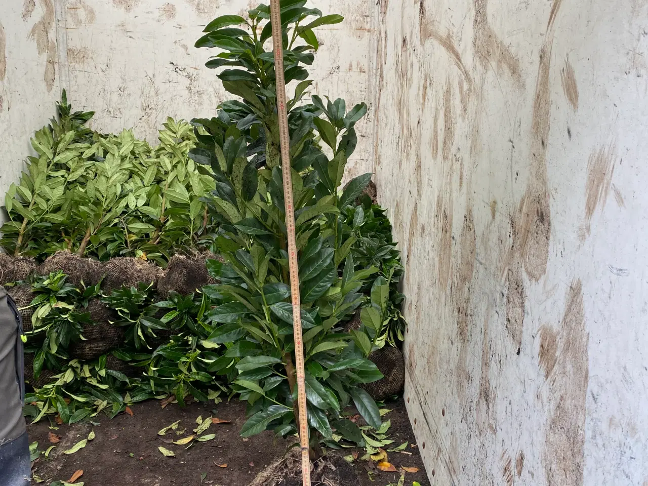 Billede 2 - Hækplanter, Laurbærkirsebær Prunus Genolia