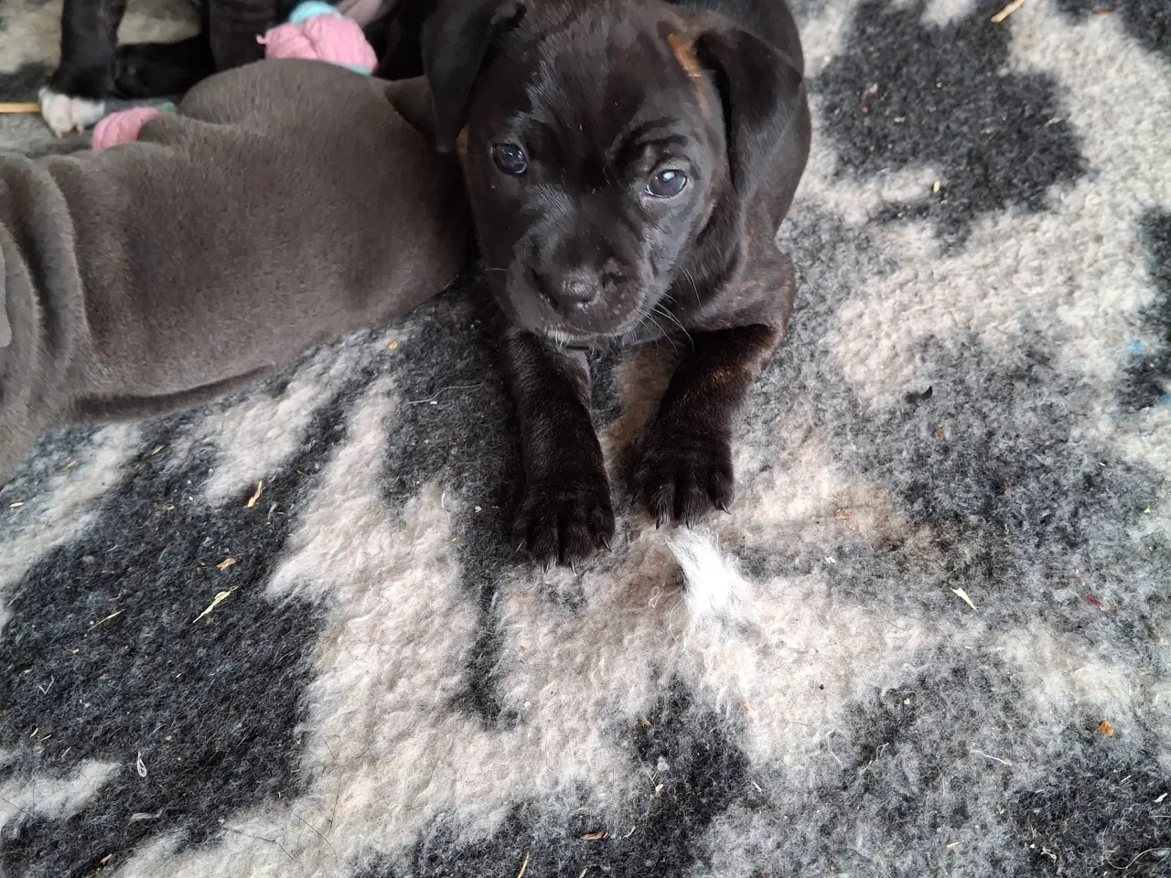 Billede 1 - Staffordsire bull terrier 