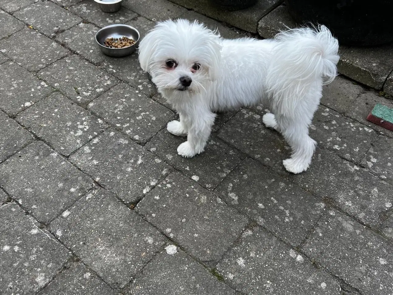 Billede 2 - Maltese tæve ( 2.5-3kg ) 