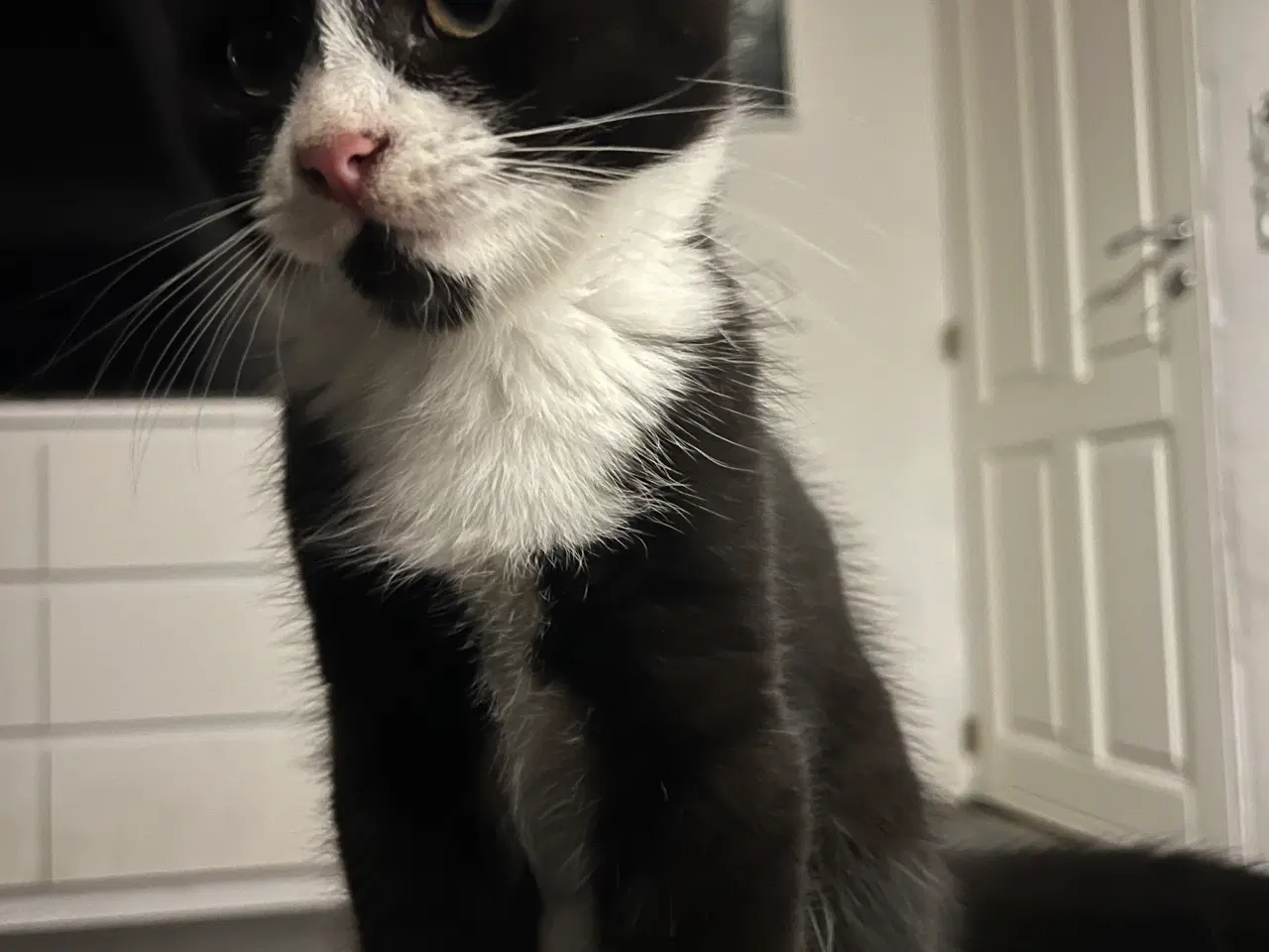 Billede 4 - Han-killing, Maine Coon-blanding 