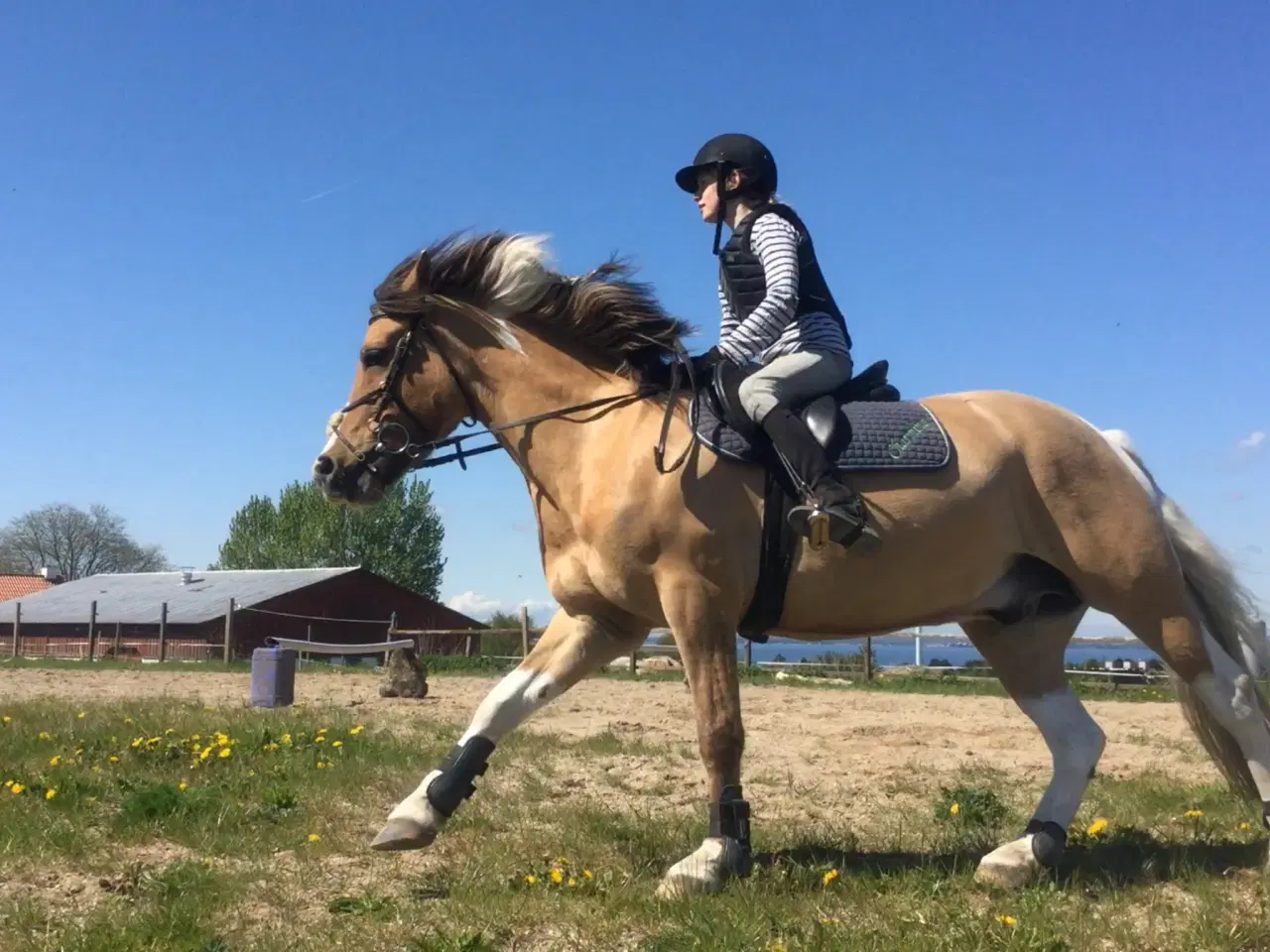 Billede 10 - Pinto/nordbakker blanding 