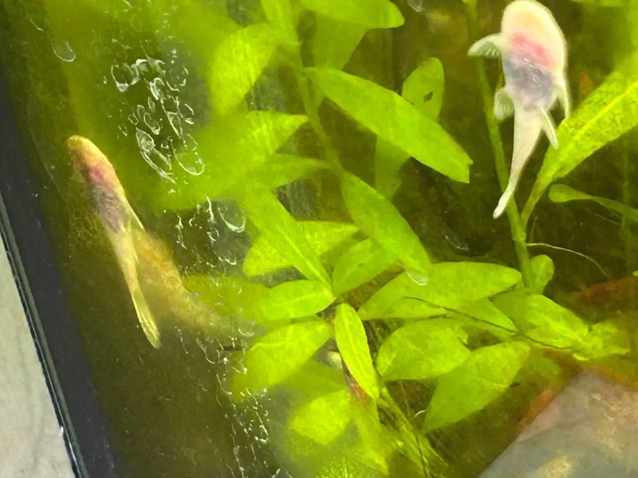 Billede 3 - ❄️🐟 Snow White Ancistrus – flotte hvide maller