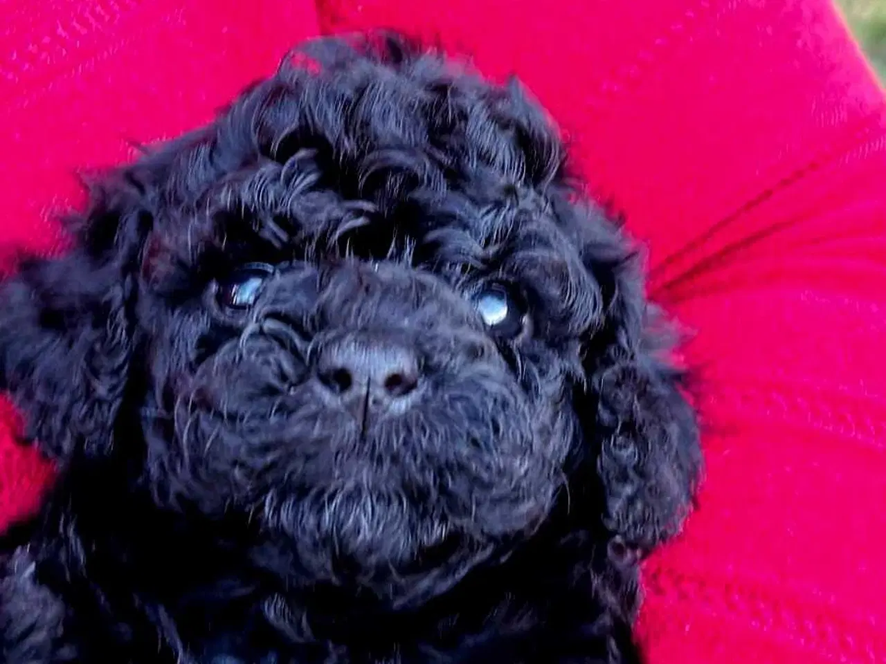 Billede 1 - 🐶 Smukke sorte toy/mini puddel hvalpe – 5 uger