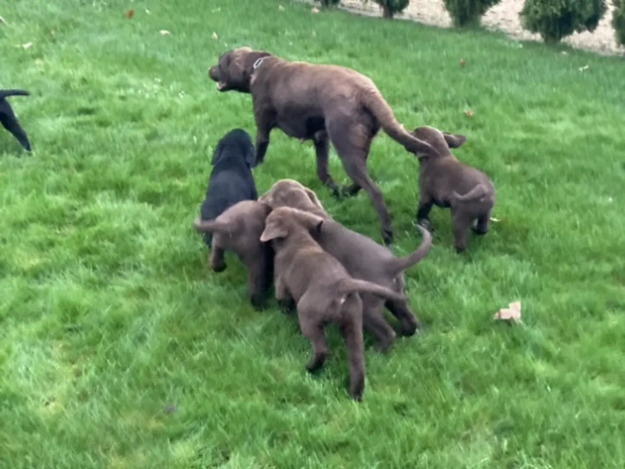 Billede 12 - Ægte labrador hvalpe sælges 