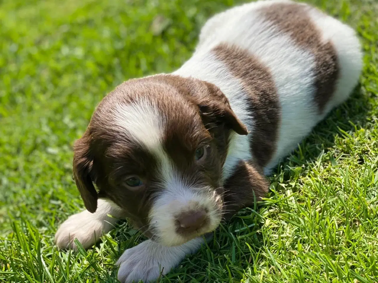 Billede 3 - FT Springer Spaniel hvalpe - klar til flyt 6 sep.