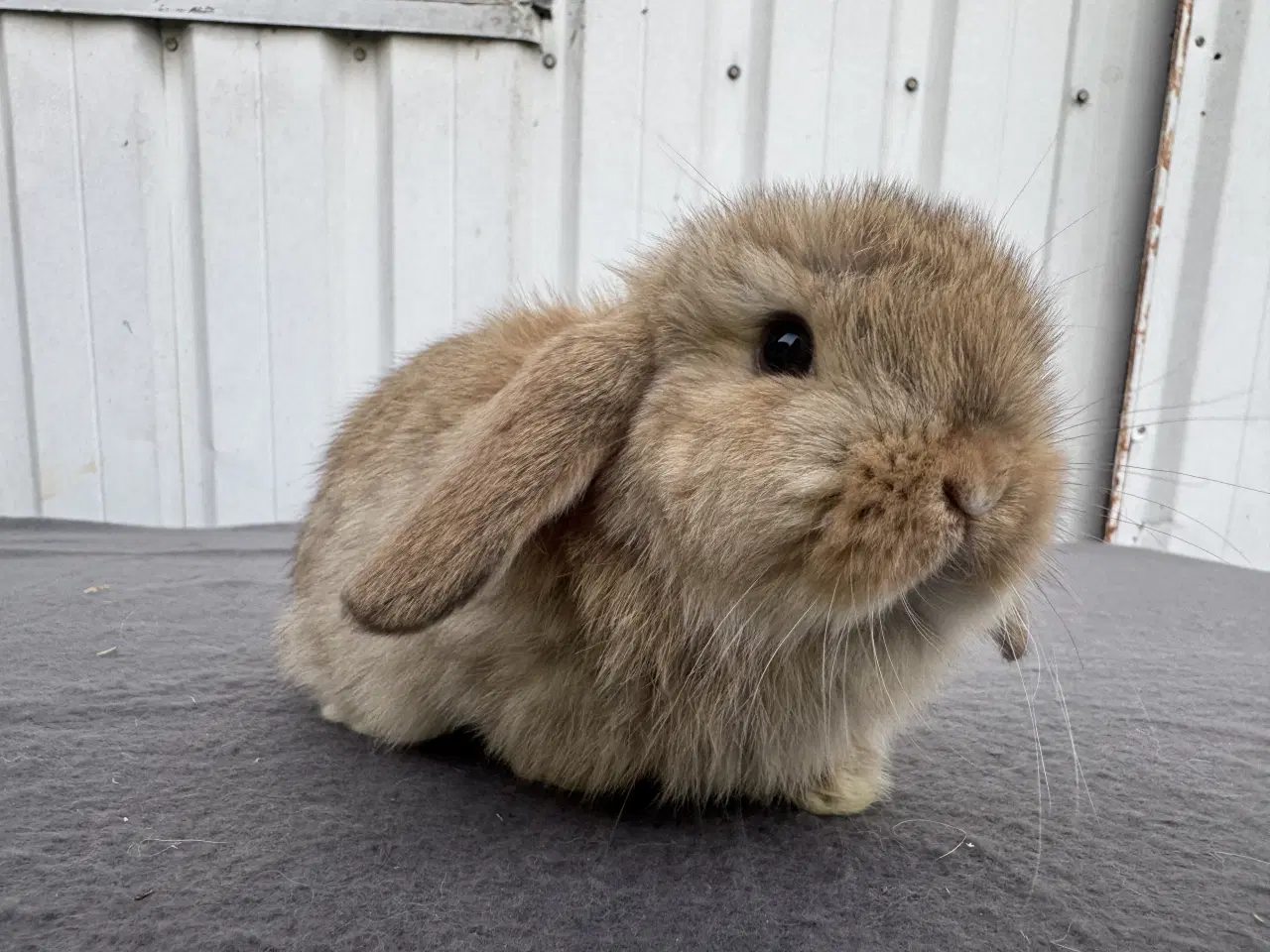 Billede 6 - Mini lop hankanin