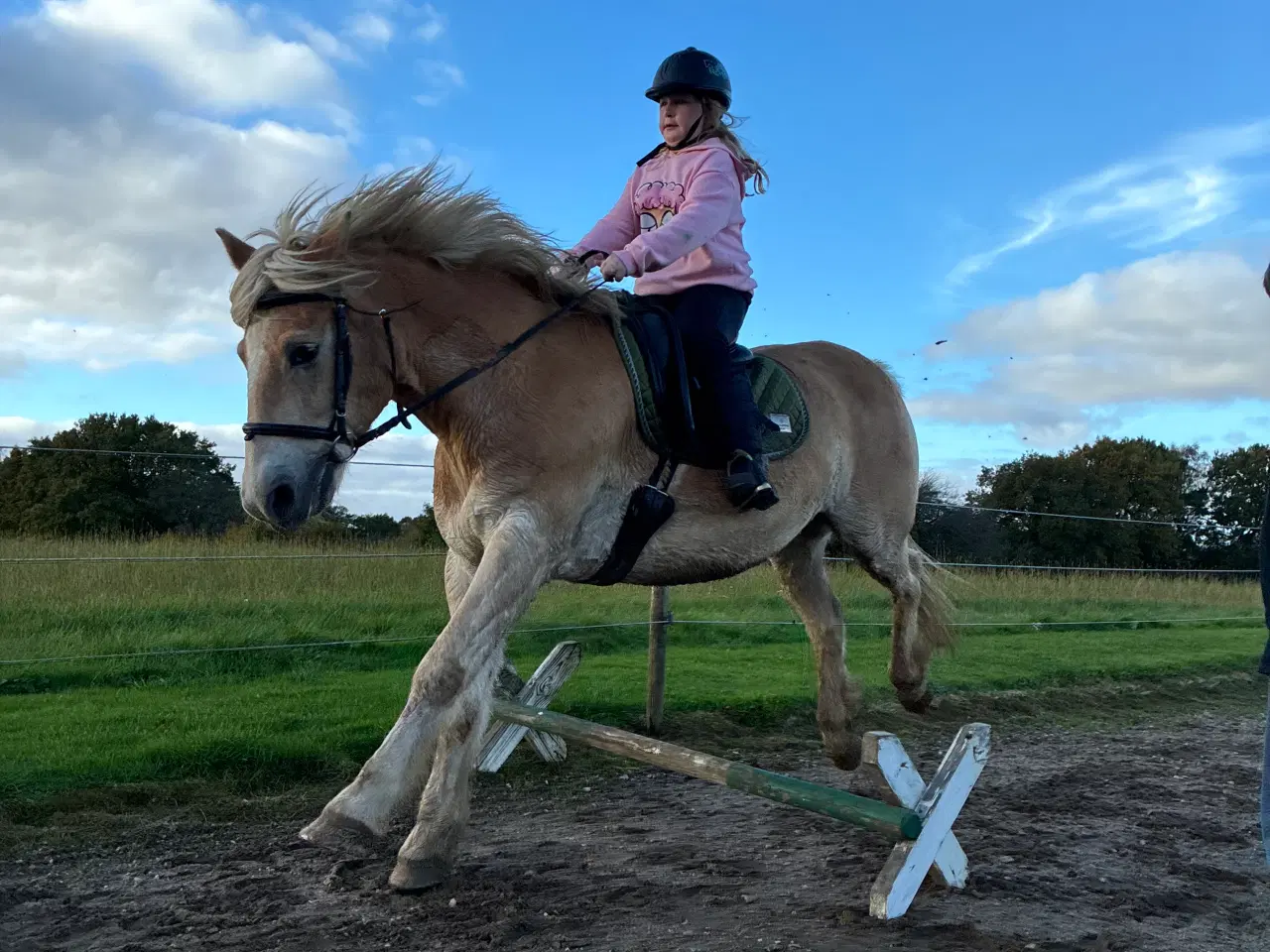 Billede 9 - Super sød haflinger