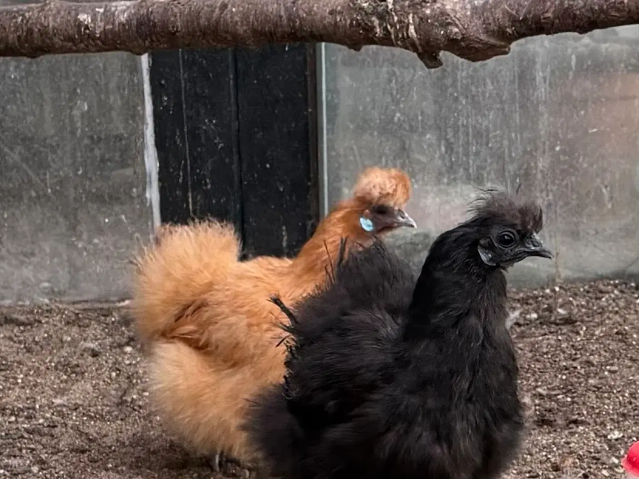 Billede 2 - Dværg silker