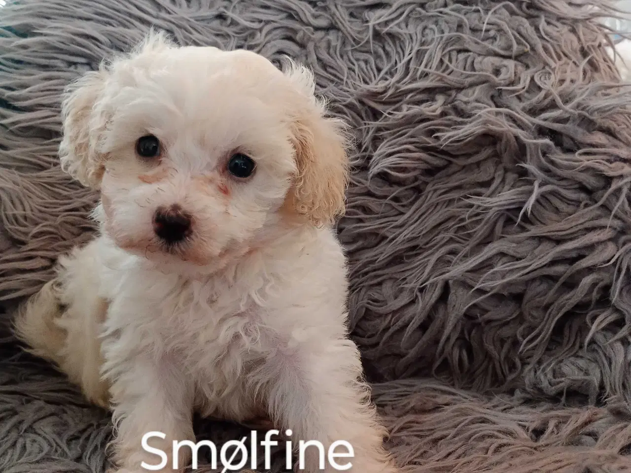 Billede 8 - Cavapoo klar til nyt hjem nu