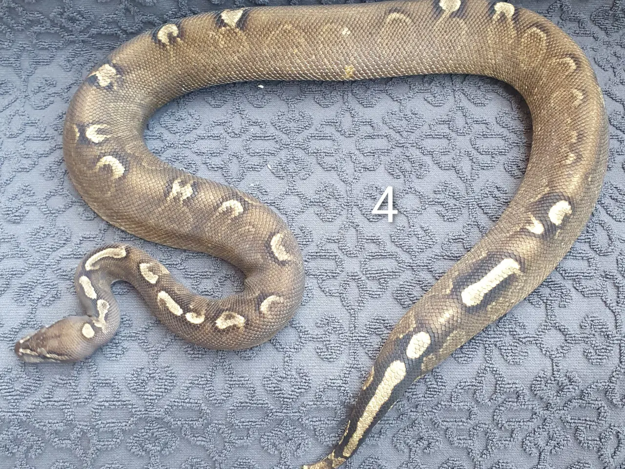 Billede 4 - Kongepython morfer..