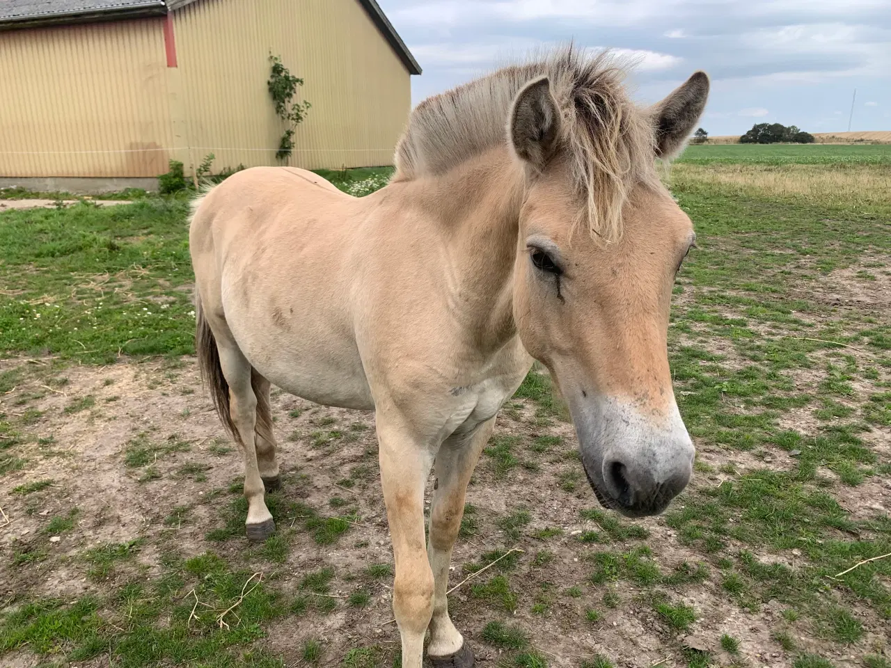 Billede 2 - Fræk dreng