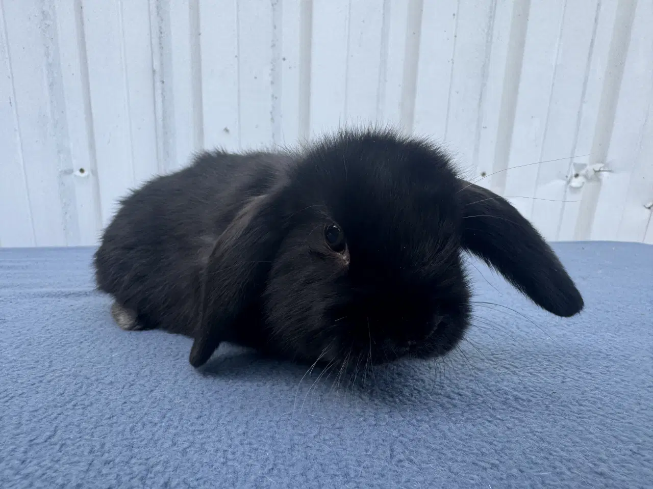 Billede 12 - Dværgvædder salgsklare hunner