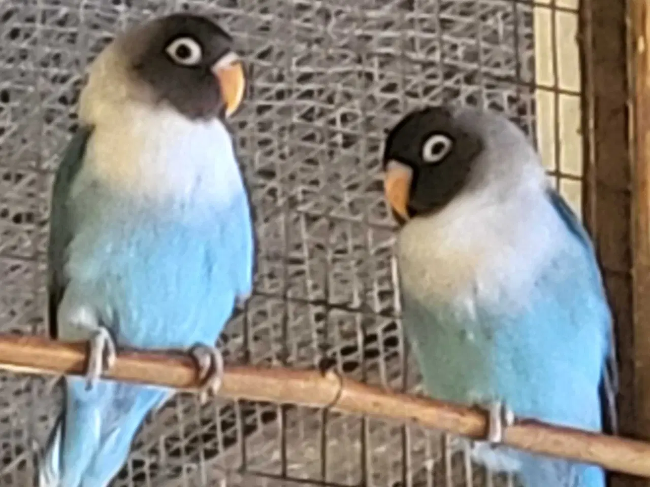 Billede 1 - Papegøje