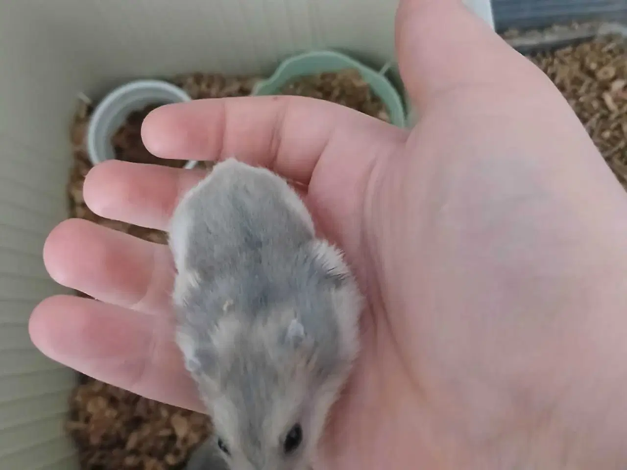 Billede 6 - Dværghamster unger 