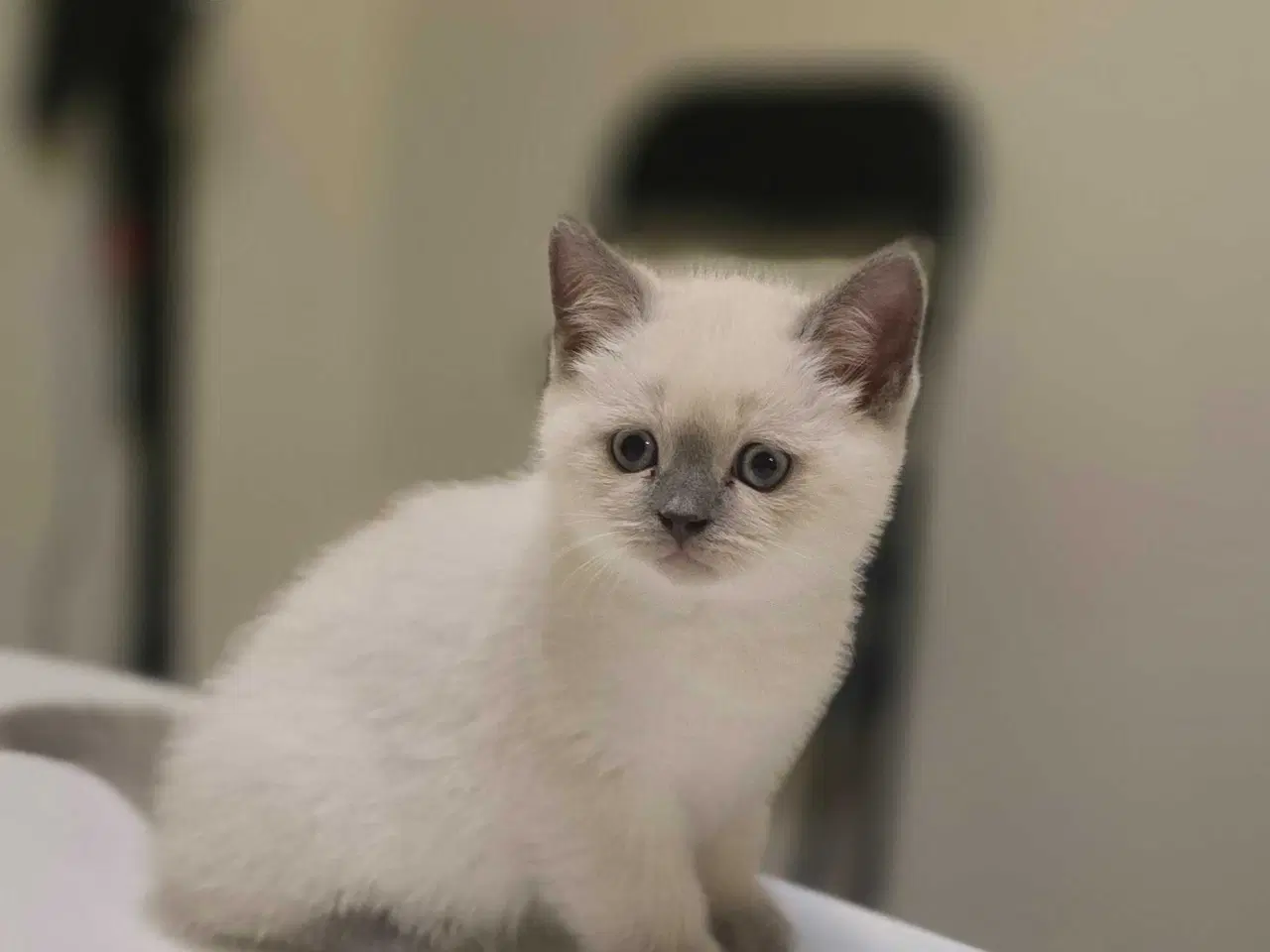 Billede 6 - 3 skønne kattekillinger 