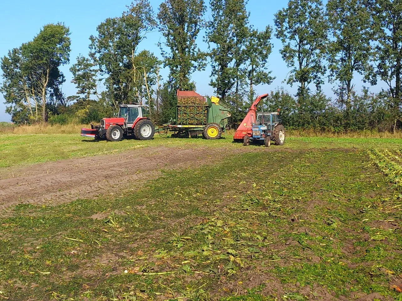 Billede 2 - Roer til fodder 